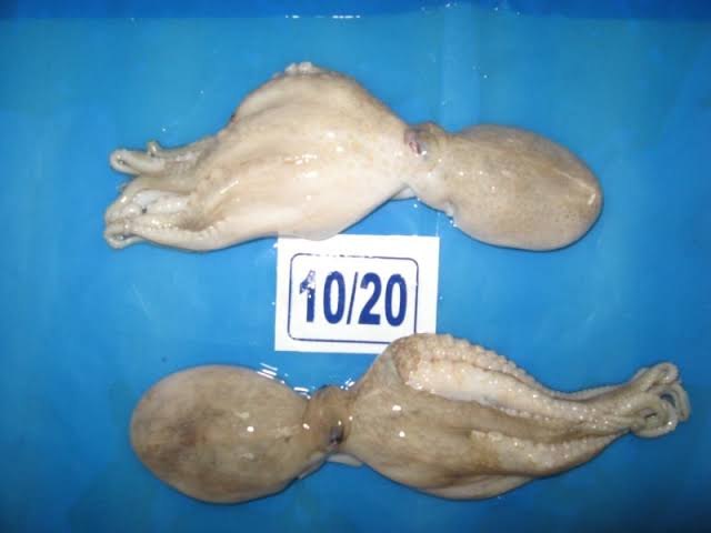 Frozen Octopus 10/20, For Restaurant, -18