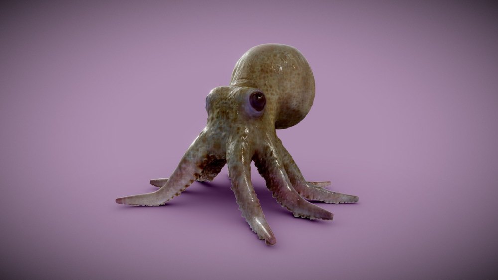 Baby Octopus, For Restaurant