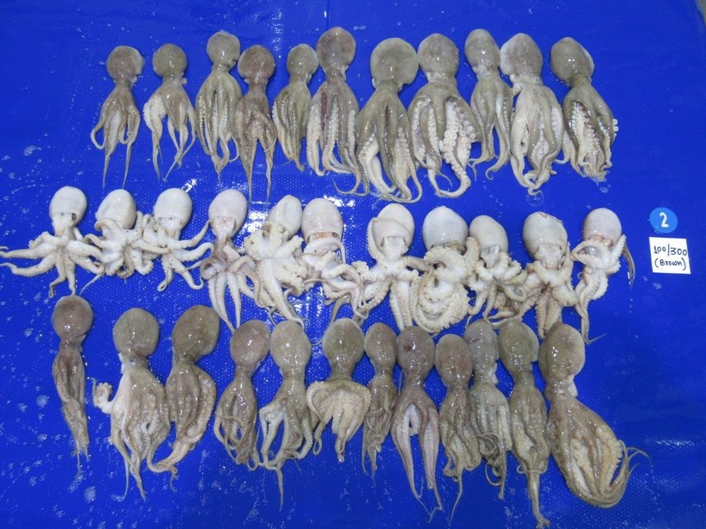 baby octopus, For Household, Packaging Type: Box