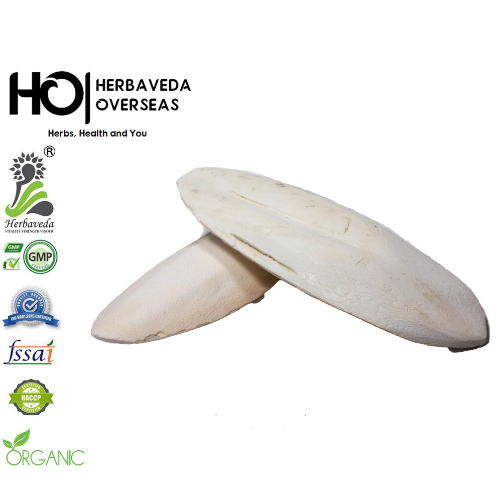 WHITE Dry Cuttlefish Bone Samudra Fen, Packaging Size: 15 KG, Packaging Type: Plastic