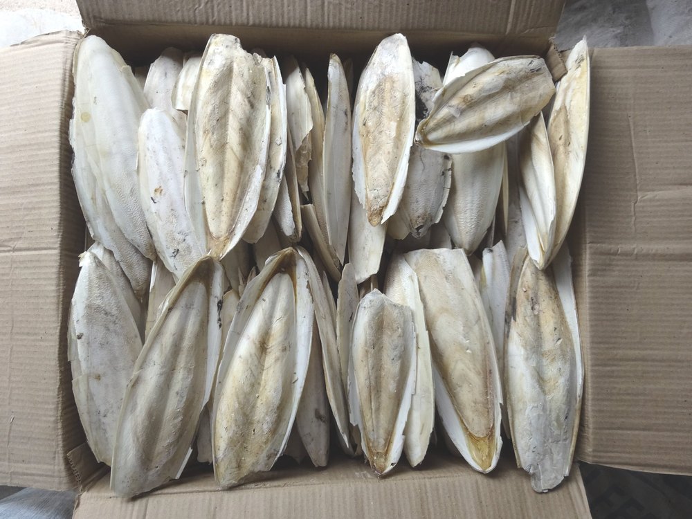 SDI White Cuttlefish Bone, Packaging Type: Box