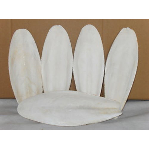 Jcs White Cuttlefish Bone (Cuttlefish Bone), For Household, Packaging Type: Packet