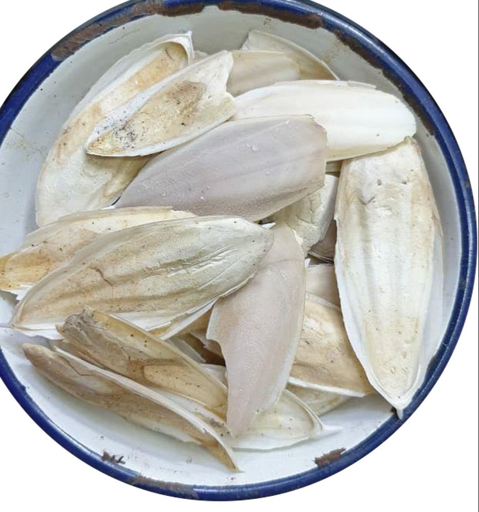 White Cuttlefish Bone, For Medicinal, Packaging Type: Bag
