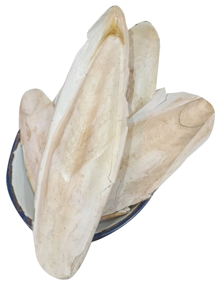 SRA White 12inch Cuttlefish Bone, For Production, Packaging Type: Box