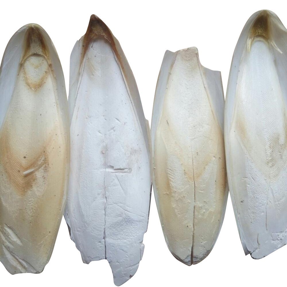 White Dry Cuttlefish Bone, For Restaurant
