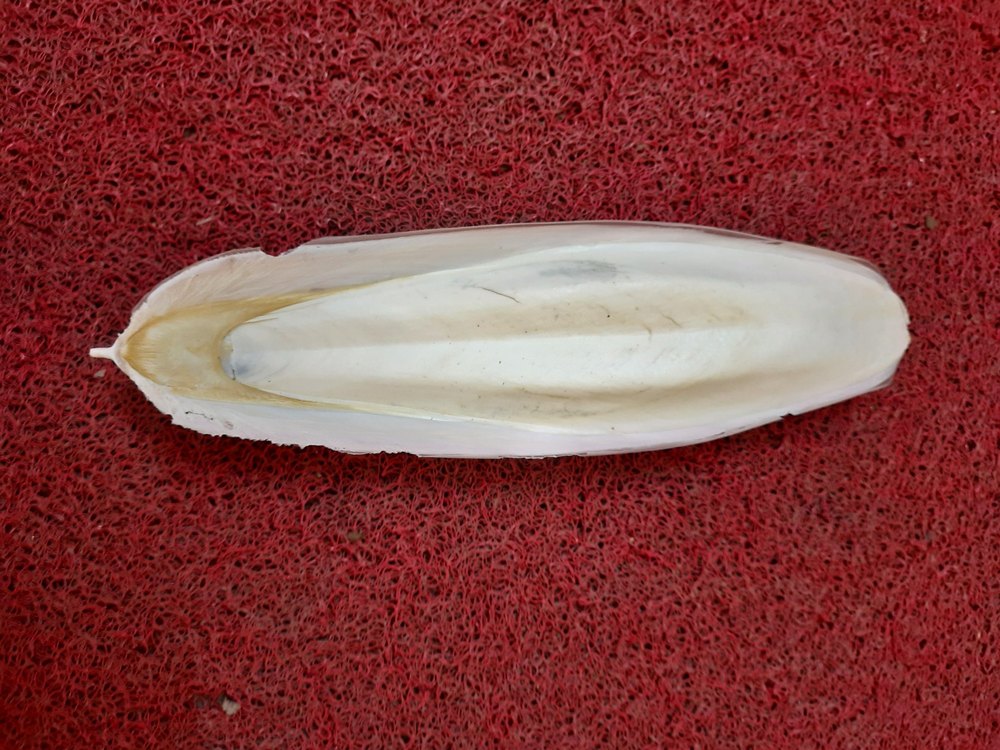 ORMIS White Cuttlefish Bone, For pets suppliements, Packaging Type: Box