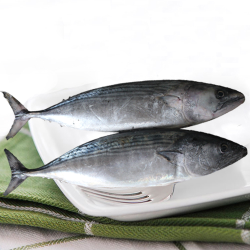 Whole Frozen Bonito Fish, For Export, 30kg