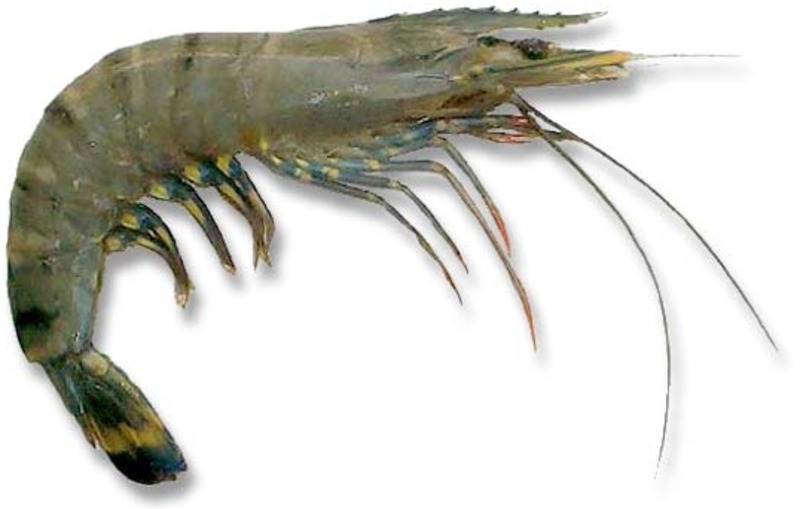 White 12 Month Fresh Frozen Prawn, for Restaurant, Household, Mess, Iqf