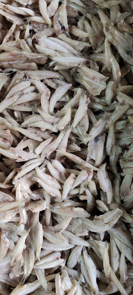 Frozen Nethili Fish, For Restaurant, Packaging Type: Thermocol Box