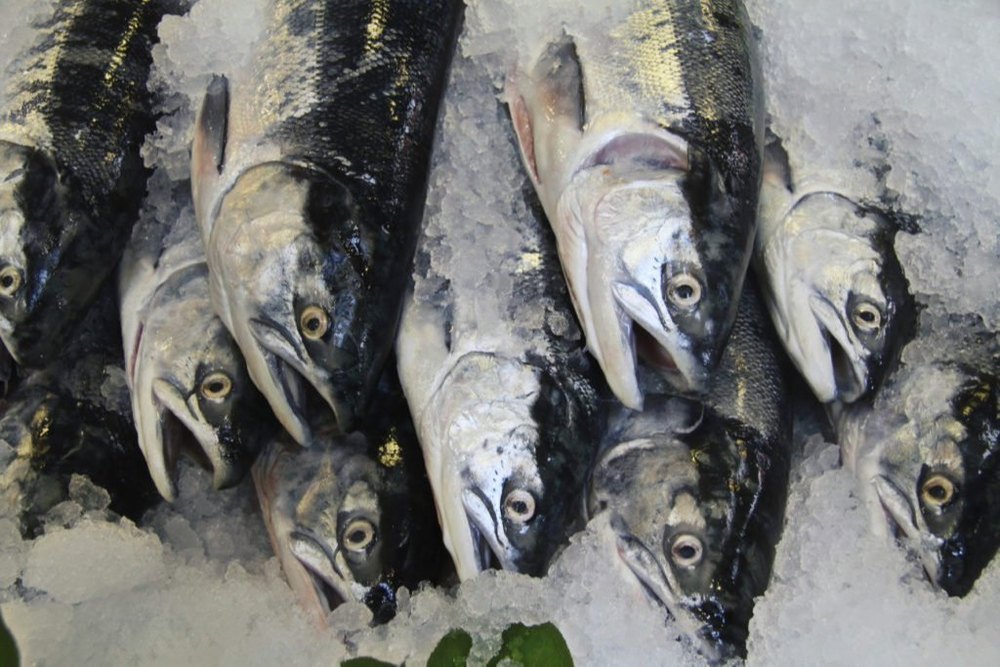 Silver Frozen King Fish, For Restaurant, Packaging Type: Packet