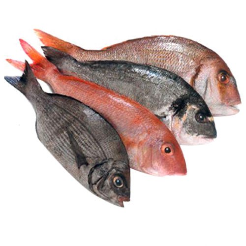 Frozen Basa Fish, For Restaurant, Packaging Type: Thermocol Box