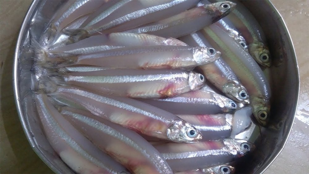 Frozen Nethili Fish, For Household, Packaging Type: Thermocol Box