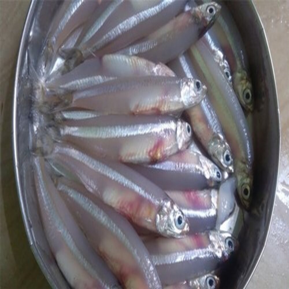 Frozen Nethili Fish, For Household, Packaging Type: Thermocol Box