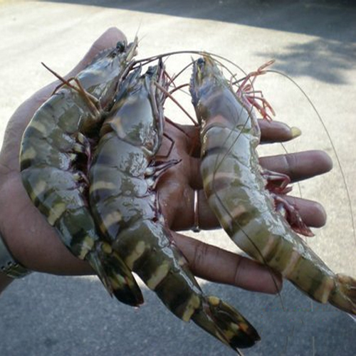 Black Prawn Fish, for Mess, Packaging Type: Plastic Bag