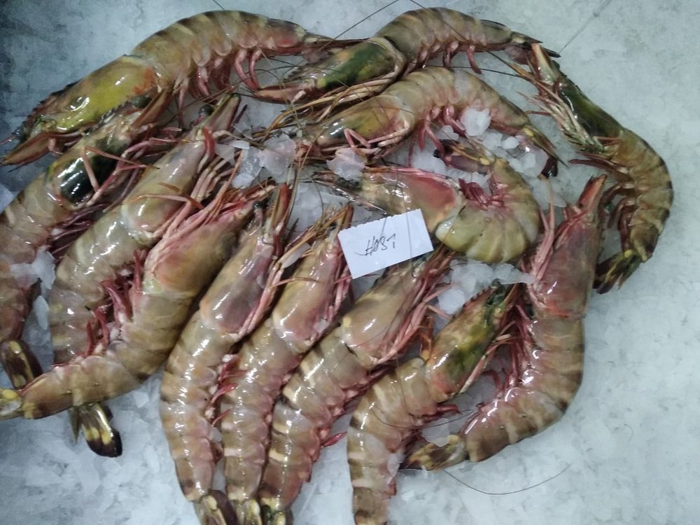 Sea Tiger Head On Shell On Export