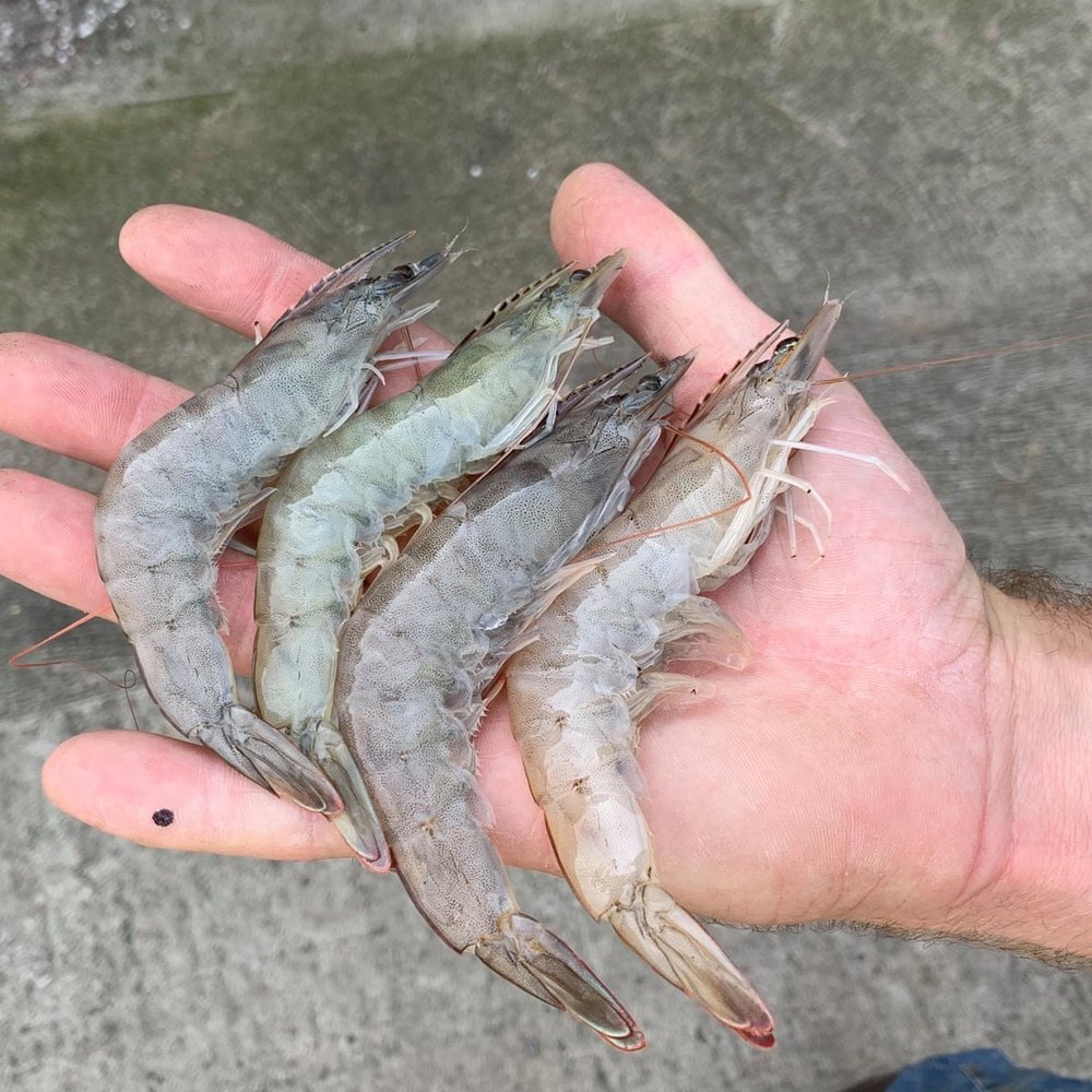 Silver Pulicat Pazhaverkadu Prawn, For Household, Packaging Type: Box