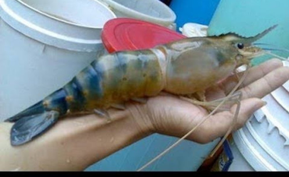 Golda / Galda Chingri/ Chati/ Prawn Seed/ Giant Prawn/ Shrimp/Macrobrachium Rosenbergii