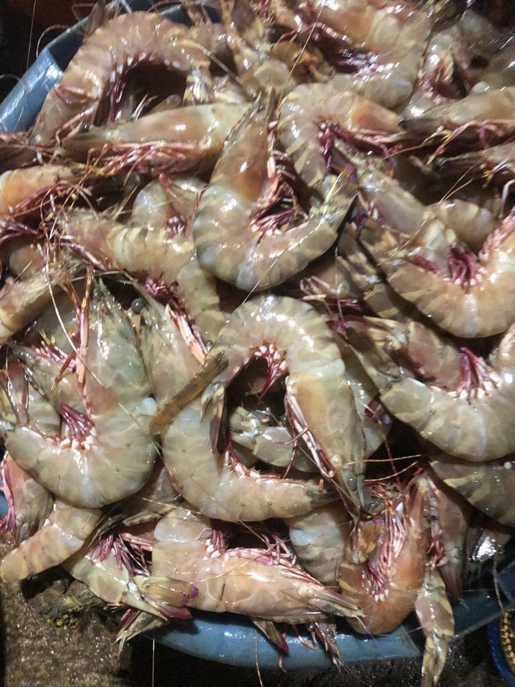Fresh Tiger Prawns