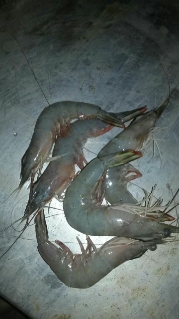 Tiger Prawn