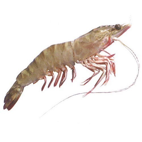 Brown Tiger Prawn, Packaging Type: Thermocol Box For Mess