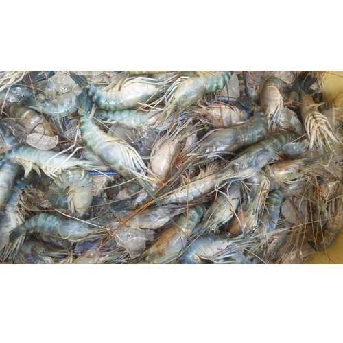 Fresh Tiger Prawns, Packaging Type: Thermocol Box