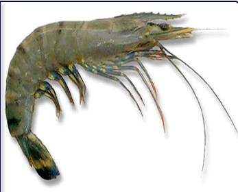Tiger Prawns, Packaging Type: Thermocol Box
