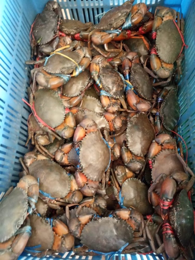 Fresh Live Crab, For Restaurant, Packaging Type: Thermocol Box