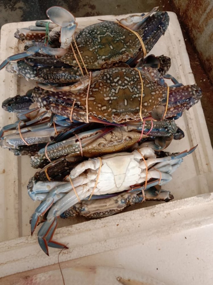 Frozen Blue Sea Crab, Packaging Type: loss