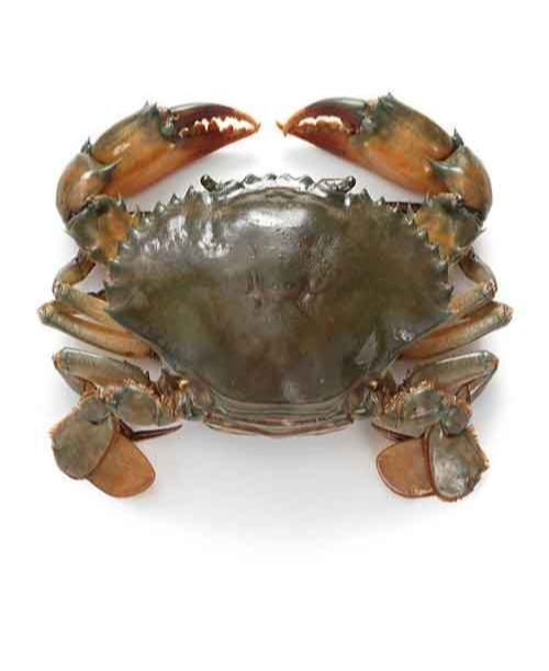 Brownish Green Live Mud Crabs, For Restaurant, 15 kg