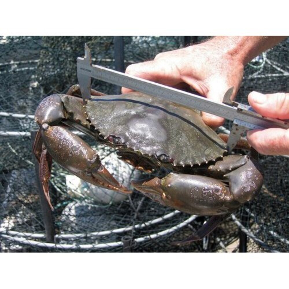 Chirag Sea Crab, 1 Kg, Packaging Type: Thermocol Box