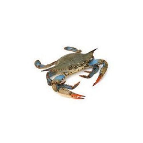 Black Fresh Blue Crabs, For Restaurant, Packaging Type: Box