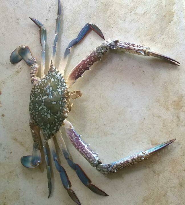 Blue Crabs, For Restaurant, Packaging Type: Packet