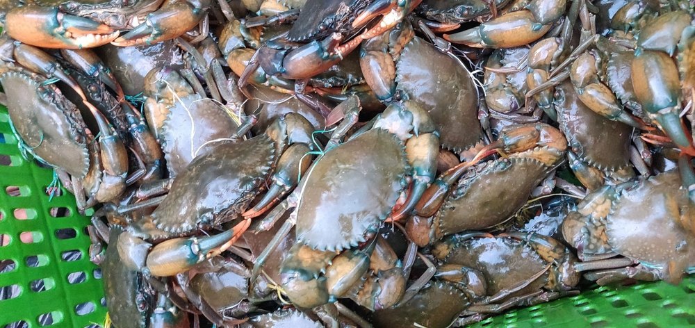 Fresh Sea Crab, For Home And Restaurant