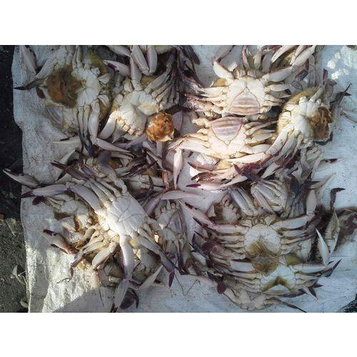 Fresh Crab, For Restaurant And Household