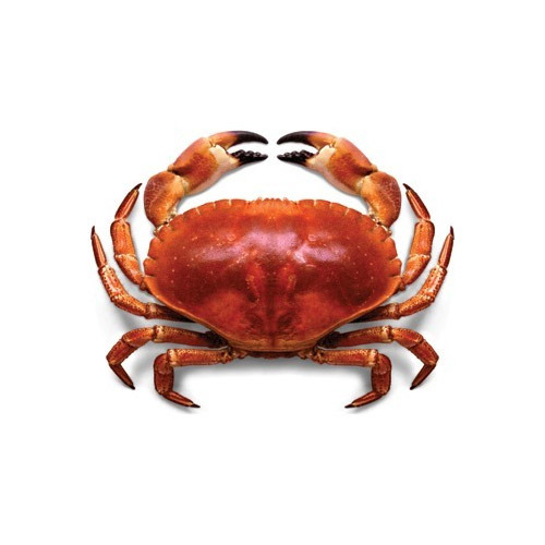 Sea Crabs