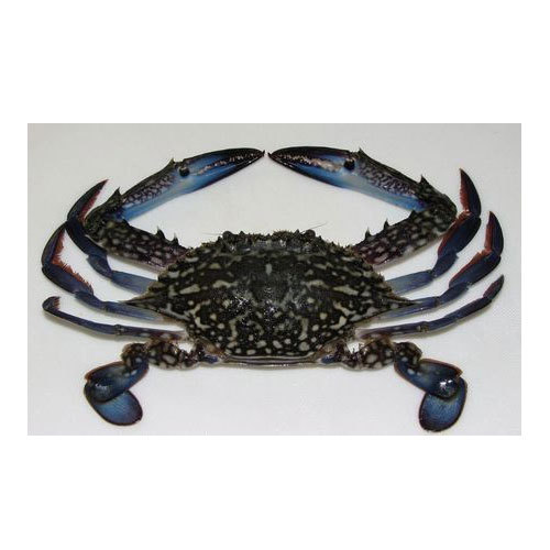 Blue Crab, Packaging Type: Packet