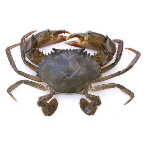 Mud Crab