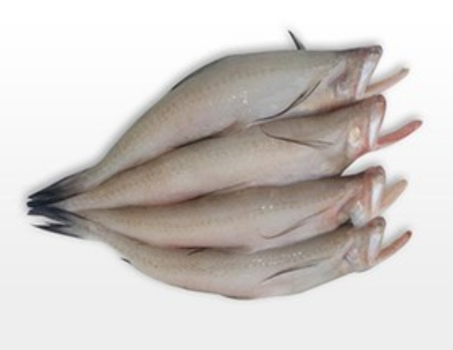 Grey Bombil (Bombay) Fish