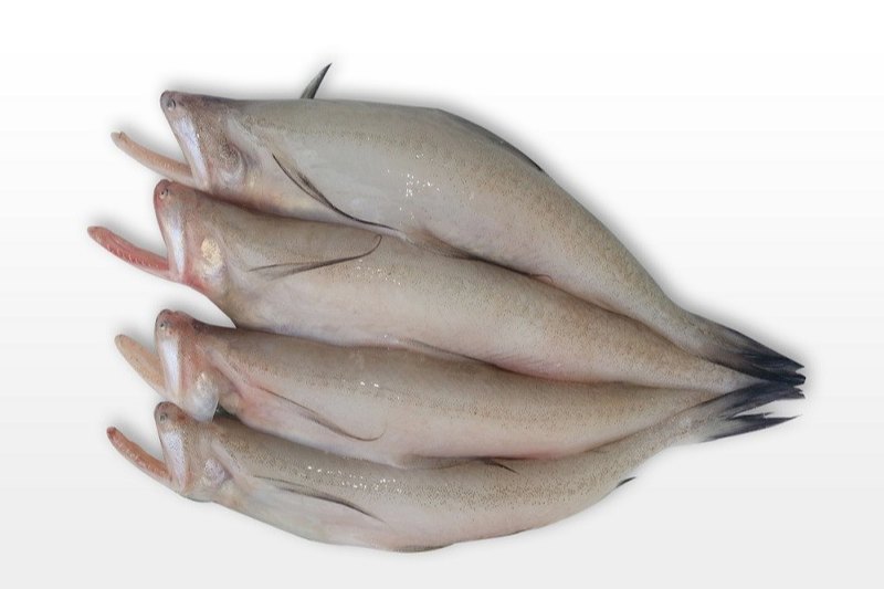 Bombay Duck Fish