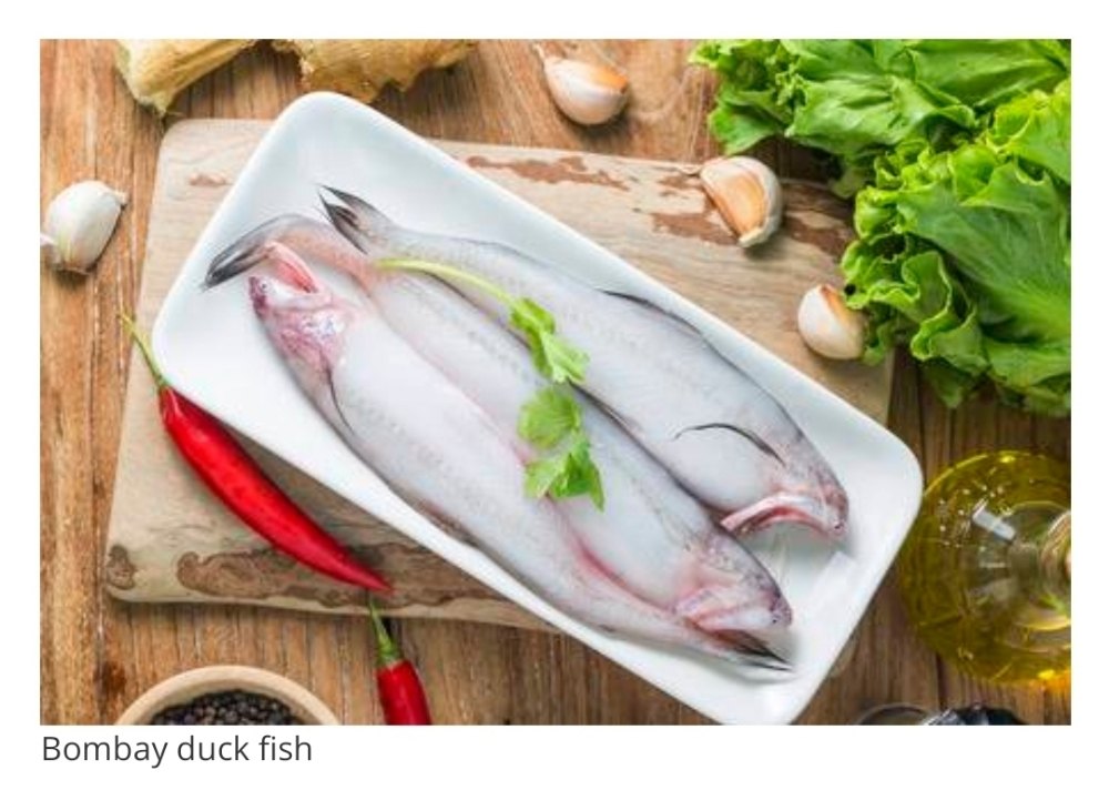 Bombil/ Bombay Duck Fish