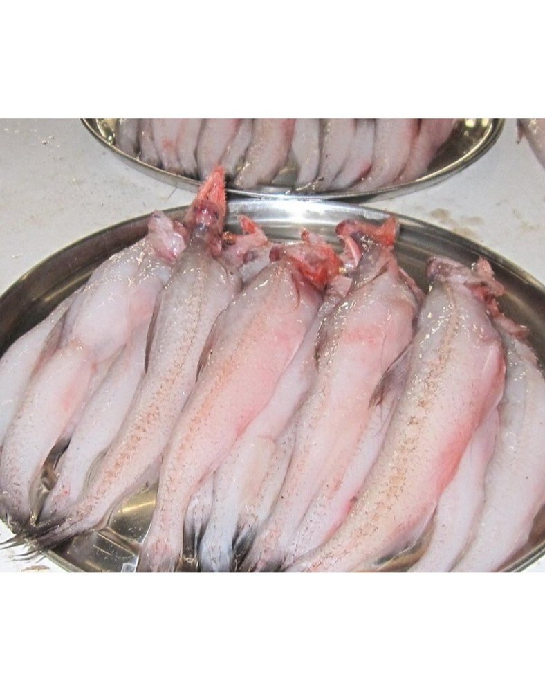 Bombay Duck Fish