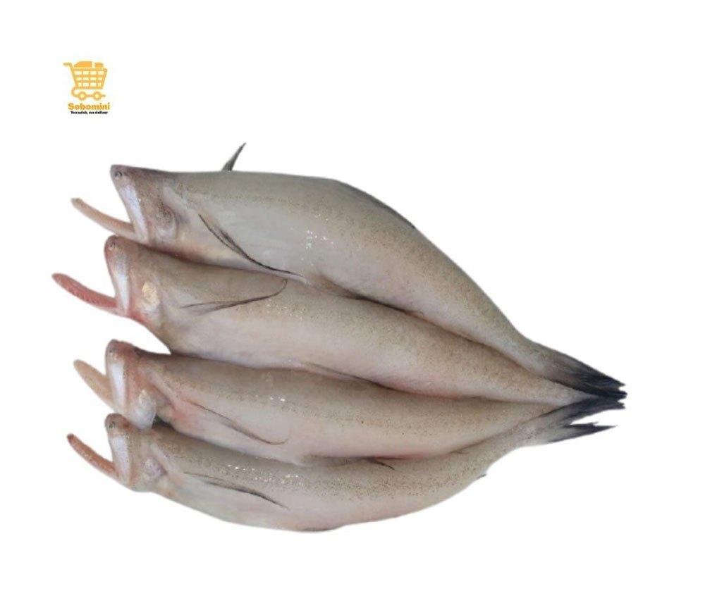 Bombil Bombay Duck Fish