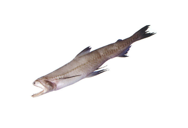 Bombay Duck Fish