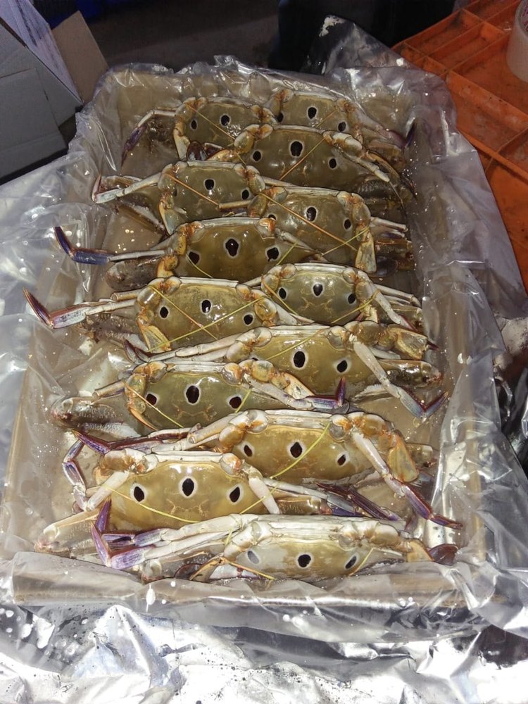 Brown Frozen 3 Spot Crab 150/200, Packaging Type: Box, -18 Degreec