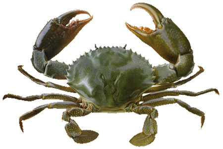 Crab - Frozen Sea Food