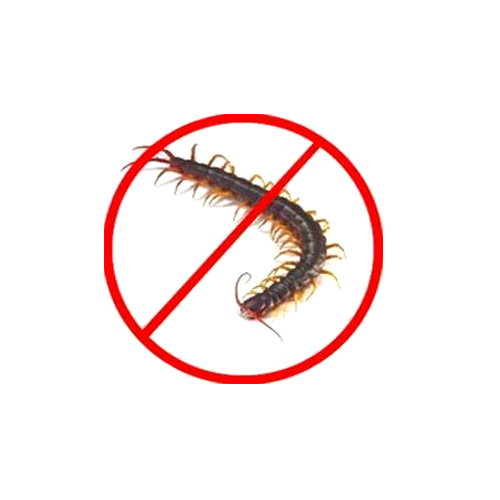 Centipede Control Service