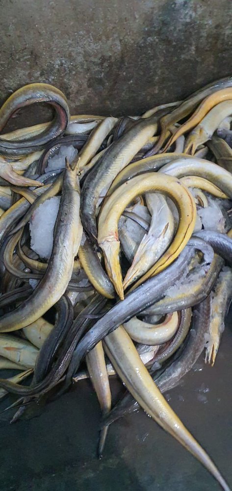 Yellow Eel Fish, For Restaurant, Packaging Type: Thermocol Packing