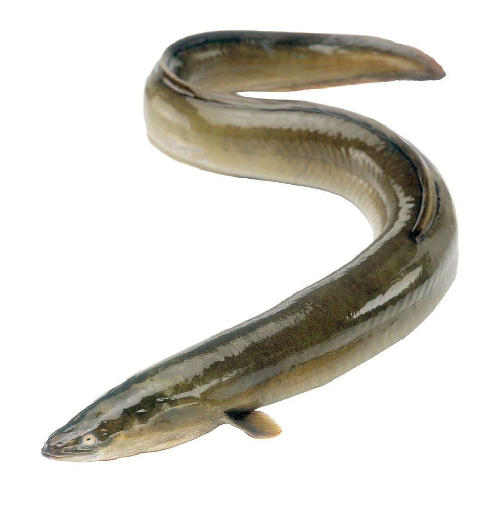 Black EEL, For Restaurant, Packaging Type: Packets