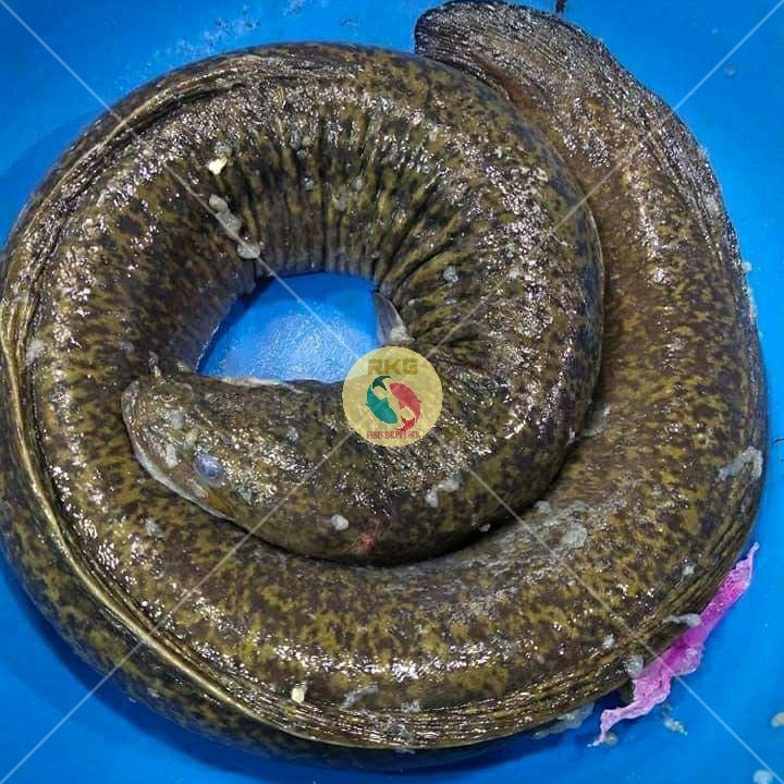 Bamil Fish(Eels), For Household