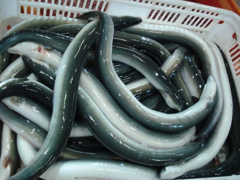 Frozen Eel Fish